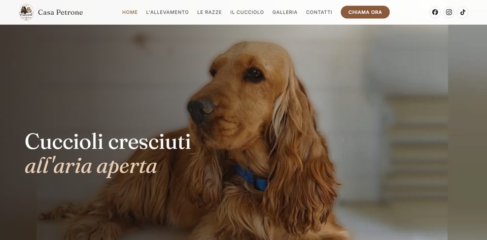 Sito web di Cuccioli di Casa Petrone, allevamento di Cocker Spaniel Inglese e Shih Tzu a Pratola Serra